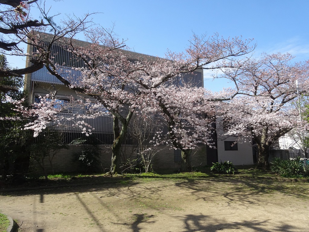 二番丁公園の桜